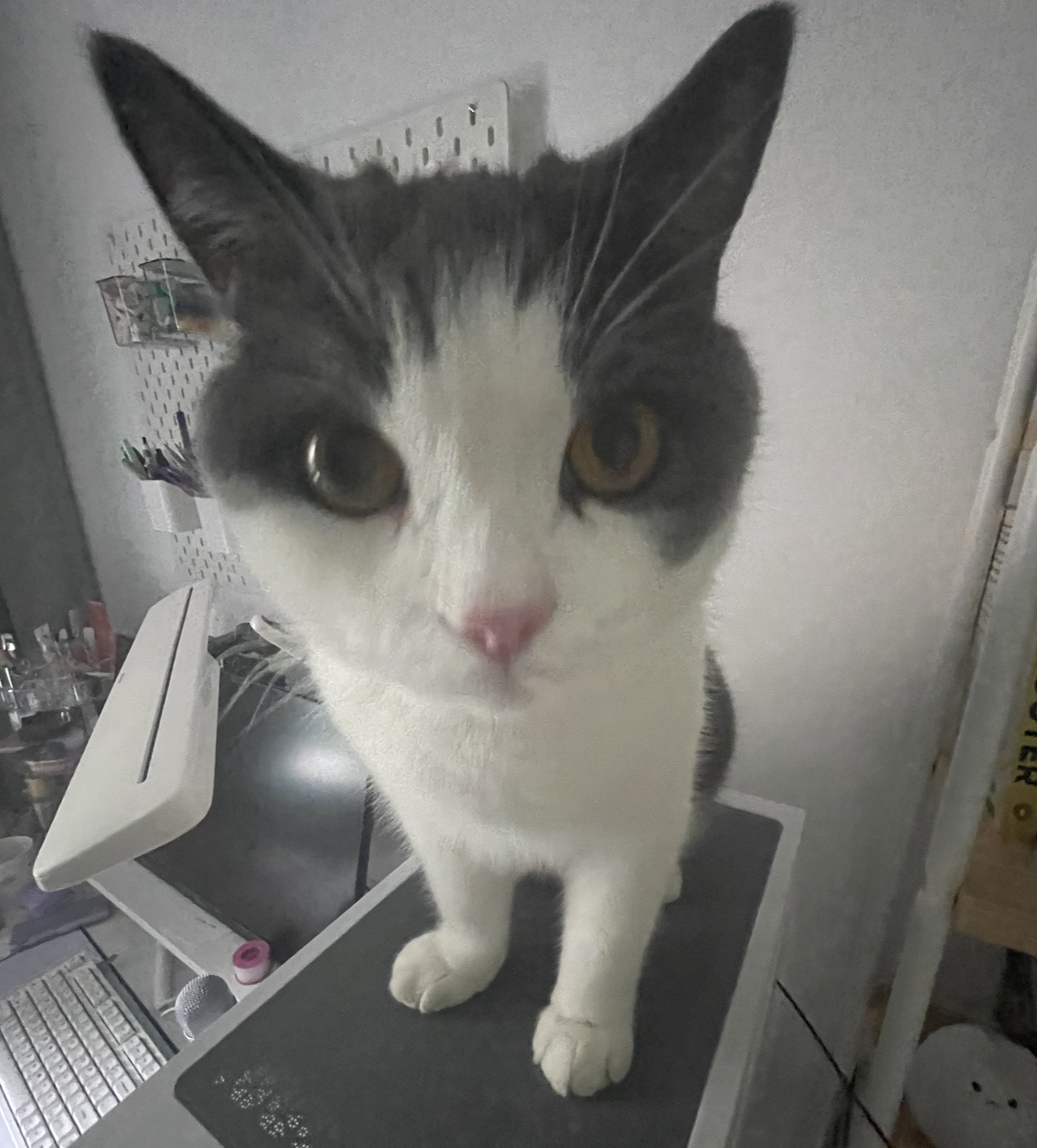 one of my 3 cats